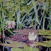 Katharina Gierlach - Nymphaea alba