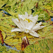 Katharina Gierlach - Nymphaea alba III, 2023, Oil on canvas