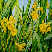 Katharina Gierlach - Sumpfschwertlilie_Iris pseudacorus, 2024, Oil on canvas