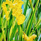 Katharina Gierlach - Sumpfschwertlilie Iris pseudacorus, 2023, Oil on canvas
