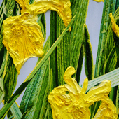 Katharina Gierlach - Sumpfschwertlilien Iris pseudacorus
