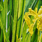 Katharina Gierlach - Sumpfschwertlilien Iris pseudacorus, 2023, Oil on canvas
