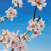 Katharina Gierlach - Mandelblüte II, 2025, Öl auf Leinwand