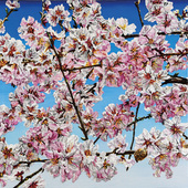 Katharina Gierlach - Mandelblüte, 2025, Öl auf Leinwand